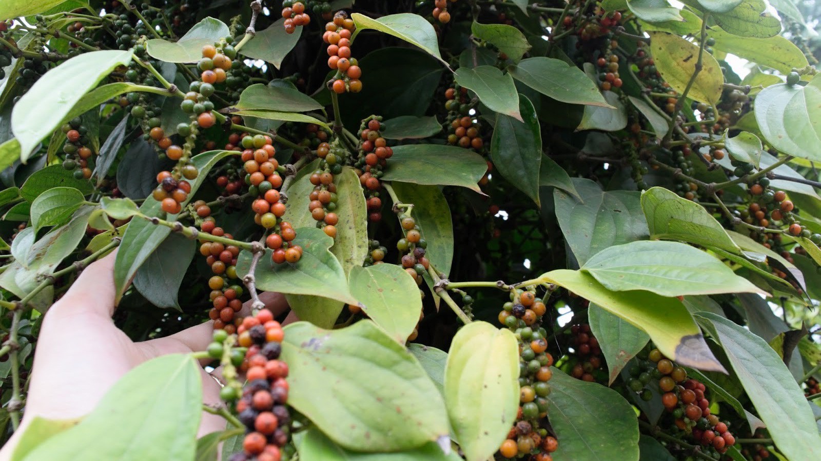 Xuất khẩu tiêu tháng 7/2019 ước đạt 24 nghìn tấn