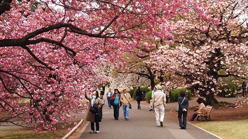 Nhiều công ty du lịch Việt Nam bị Đại sứ quán Nhật Bản tại Việt Nam hủy bỏ tư cách. Ảnh minh họa: Internet. 