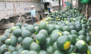 Bộ Công Thương: Trung Quốc truy xuất nguồn gốc gắt gao dưa hấu nhập