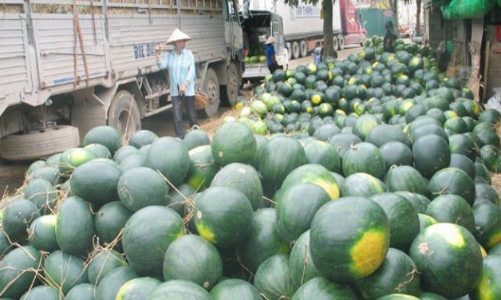 Bộ Công Thương: Trung Quốc truy xuất nguồn gốc gắt gao dưa hấu nhập