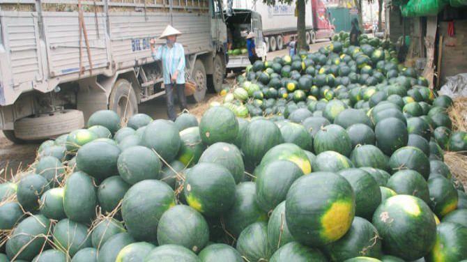 Dưa hấu ùn ứ ở các cửa khẩu xuất sang Trung Quốc gây thiệt hại lớn cho sản xuất trong nước. 
