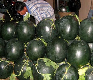 Dưa hấu vào mùa thu hoạch và một lượng lớn được đưa lên Lạng Sơn chờ xuất khẩu