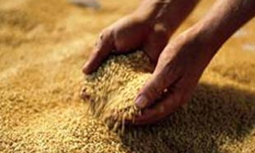 Nông nghiệp khốn khó vì khủng hoảng 