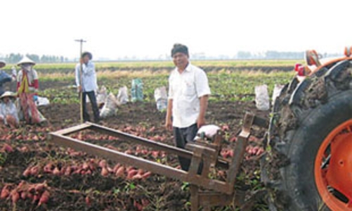 Xuất khẩu hàng lạ: Xuất khoai sang “cường quốc khoai”