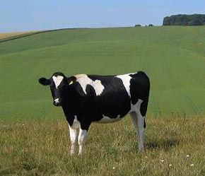 Nếu mọi việc tiến triển tốt thì lệnh cấm vận sẽ được dỡ bỏ hoàn toàn vào cuối tháng này, sau một số đợt kiểm tra tại các trang trại nơi bùng phát dịch.