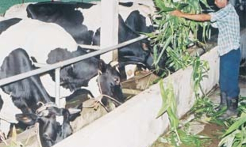 “Vinamilk nên tính lại giá thu mua sữa”