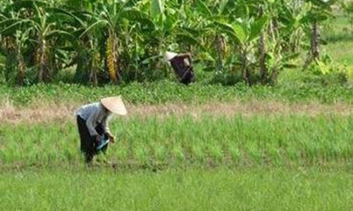 Yêu cầu báo cáo Chính phủ kết quả kiểm kê đất đai