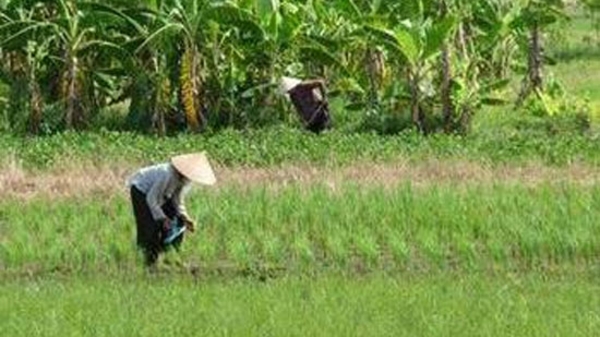 Yêu cầu báo cáo Chính phủ kết quả kiểm kê đất đai