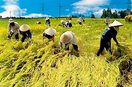 Ngân hàng Nhà nước sắp trình Chính phủ ban hành nghị định về chính sách tín dụng ngân hàng phục vụ phát triển nông nghiệp, nông thôn, trong đó có các chính sách tạo điều kiện cho hộ sản xuất, chủ trang trại và hợp tác xã vay vốn.