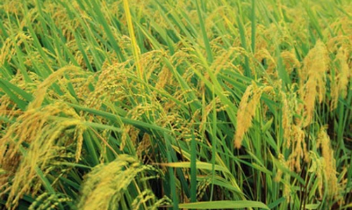 Hạt gạo và bài toán lợi nhuận người trồng lúa