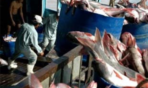 Chắc chắn sẽ “cứu” được cá tra!