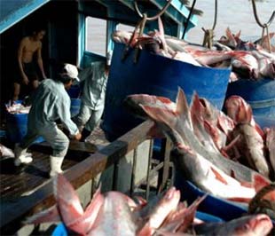 Sản xuất cá tra, basa ở ĐBSCL.