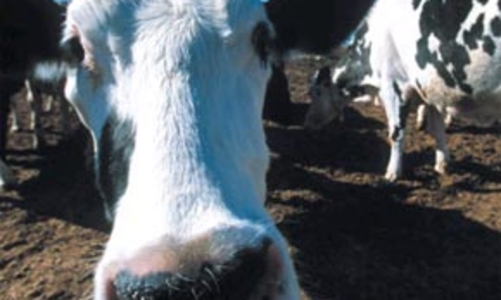 APEC nỗ lực cứu vòng đàm phán Doha