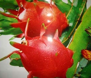 Thanh long là một trong những loại quả nhiệt đới được ưa chuộng nhất ở Mỹ.