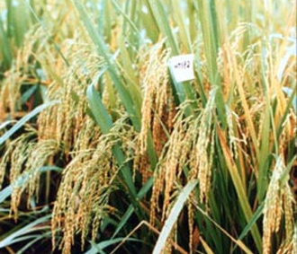 Bên cạnh giá cả đầu vào sản xuất tăng cao, những căng thẳng khác đối với sản xuất nông nghiệp và an ninh lương thực trong 2 năm vừa qua là sâu bọ, dịch bệnh và thiên tai.