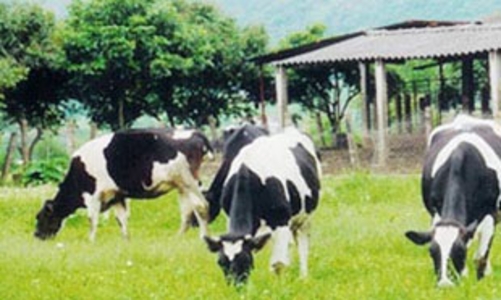 Chấp nhận có melamine trong nguyên liệu thức ăn chăn nuôi 