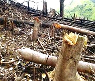 Ở các huyện miền núi Quảng Nam, sau khi tìm, tận diệt hết những gốc trầm hương, người ta đổ xô đi chặt cây huỳnh đàn bất kể lớn nhỏ.