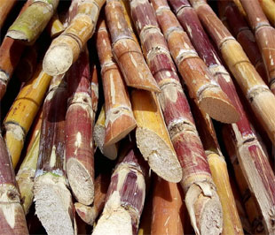 Lãi cơ bản trên mỗi cổ phiếu (EPS) năm 2008 của LSS đạt 2.662 đồng.