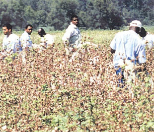 Trồng bông ở Angola.