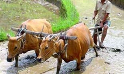 “Tam nông” không chỉ cần vốn