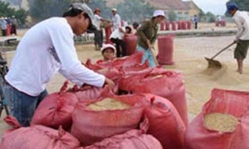 Lúa gạo lại giảm giá