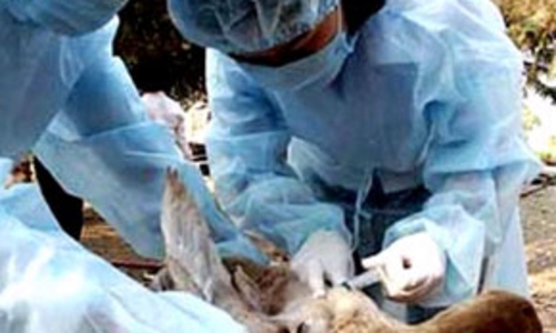 Thuốc thú y nội hướng tới chuẩn mực quốc tế