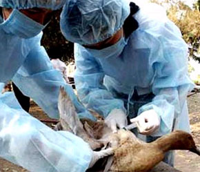 Thuốc thú y tuy chỉ chiếm khoảng 4% trong tổng chi phí chăn nuôi, nhưng lại rất cần thiết giúp bảo vệ vật nuôi, và có vai trò quyết định cho sự thành bại của nghề.