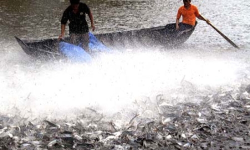 Công nghiệp cá tra: Đi xa, càng cần tay lái vững