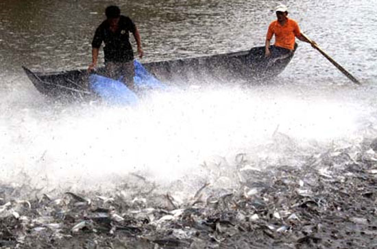 Nhu cầu với cá tra được đánh giá vẫn còn tăng trưởng trong xu hướng chung trên thị trường thế giới.