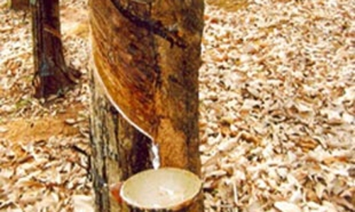 Xuất khẩu cao su giảm mạnh 