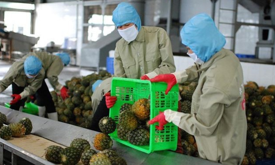 EVFTA đối với nông sản Việt Nam không chỉ đơn thuần là cơ hội mà còn dẫn đến thách thức, không hề nhỏ.