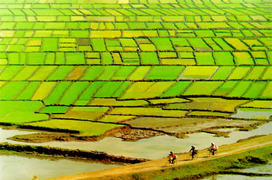 Không ít địa phương vẫn lấy đất chuyên trồng lúa nước có năng suất cao để phát triển công nghiệp, đô thị trong khi có thể bố trí trên các loại đất khác.