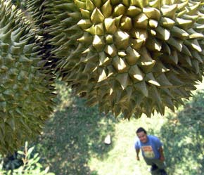 Liệu bạn có thích thưởng thức một trái sầu riêng không mùi và không có cả... gai?
