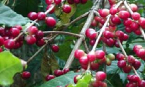 Cà phê, cao su vạ lây vì khủng hoảng tài chính