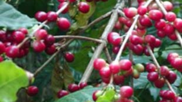 Cà phê, cao su vạ lây vì khủng hoảng tài chính