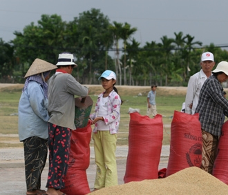 Các chuyên gia lúa gạo dự báo cuối tháng 6/2008, giá gạo trên thị trường thế giới sẽ “hạ nhiệt” và đây cũng là thời điểm bắt đầu thu hoạch vụ hè thu ở ĐBSCL.