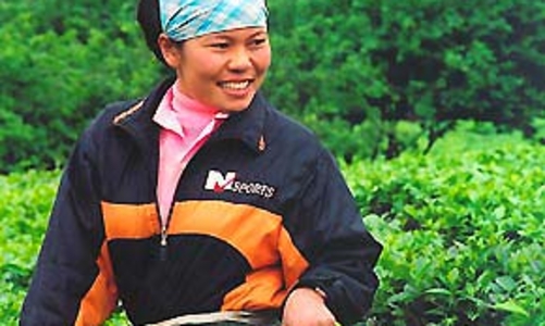 Sắp cổ phần hóa hàng loạt doanh nghiệp nông nghiệp