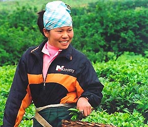 Tổng công ty Chè Việt Nam sẽ được cổ phần hóa trong năm 2008 - Ảnh: Việt Tuấn