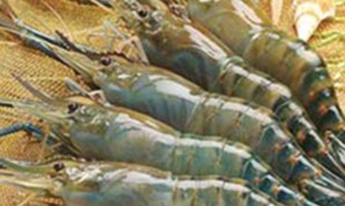 Xuất khẩu tôm Việt Nam sang Mỹ phục hồi