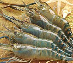 Sáu tháng đầu năm cả nước đã xuất khẩu được 72.288 tấn tôm, tăng 1,8% so với cùng kỳ năm ngoái.