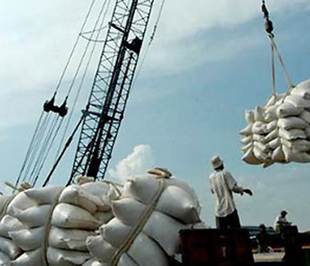Hiện các doanh nghiệp đã ký được các hợp đồng xuất khẩu khoảng 4 triệu tấn gạo, đạt 88% so với chỉ tiêu đặt ra của cả năm.