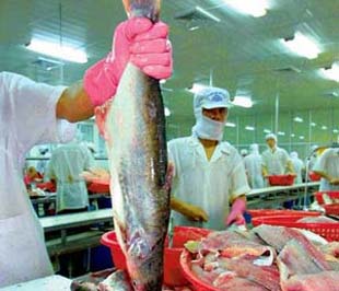 Mặt hàng cá basa của Việt Nam vào Ai Cập hiện có thuế suất bằng 0%.