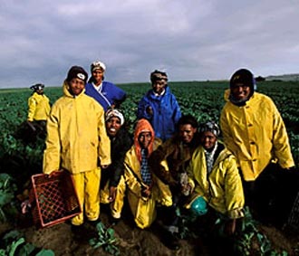 Đối tượng gặp nhiều thách thức nhất từ các quy định về nhập cư lại là những lĩnh vực có hàm lượng lao động cao, như nông nghiệp và xây dựng.