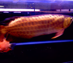 Nếu cá chẳng may "đổ bệnh" thì chủ cũng mất ăn mất ngủ, số tiền bỏ ra cả vài ngàn USD!