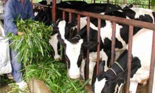 “Bão melamine” ít ảnh hưởng đến người chăn nuôi khu vực phía Nam