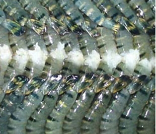 Hải sản là mặt hàng chiếm thị phần cao tại thị trường Campuchia.