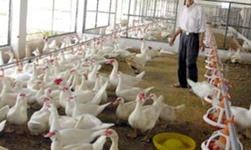 Nhập khẩu thịt bóp nghẹt... chăn nuôi