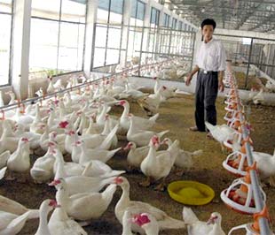 Lạm phát, hạn mức tín dụng thấp, lãi suất ngân hàng tăng cao, thiếu ngoại tệ... đã gây trở ngại lớn đến việc nhập khẩu nguyên liệu thức ăn chăn nuôi và sản xuất kinh doanh chăn nuôi, nhất là đối với doanh nghiệp vừa và nhỏ.