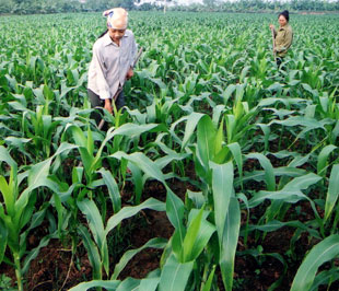 Theo tinh thần của đề án, nông dân sẽ được hỗ trợ về tín dụng tiêu dùng và mua các mặt hàng là vật tư đầu vào thiết yếu cho sản xuất (gống, phân bón, máy cơ khí nông nghiệp...).