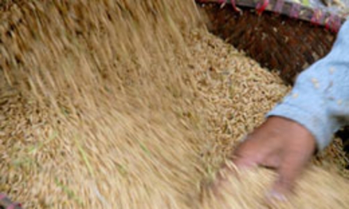 Vì sao doanh nghiệp mua gạo cầm chừng?